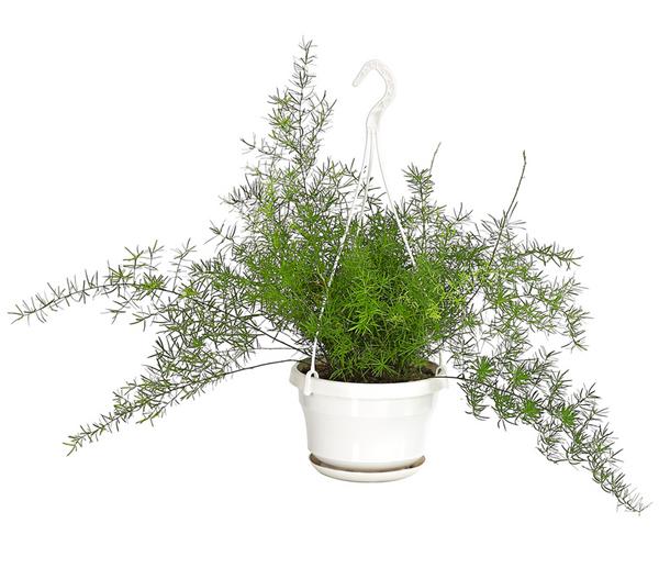Zierspargel - Asparagus densiflorus