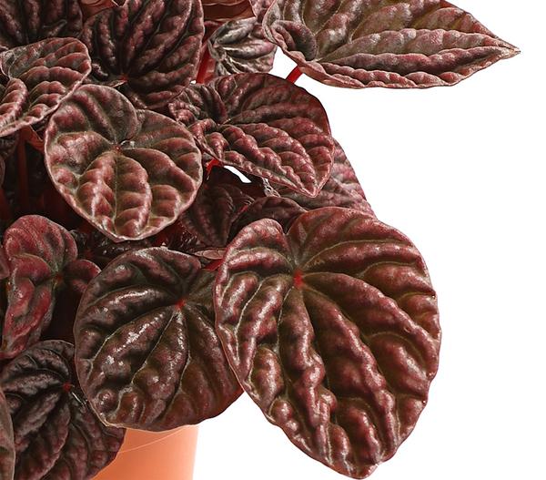 Peperomie - Peperomia caperata 'Red'