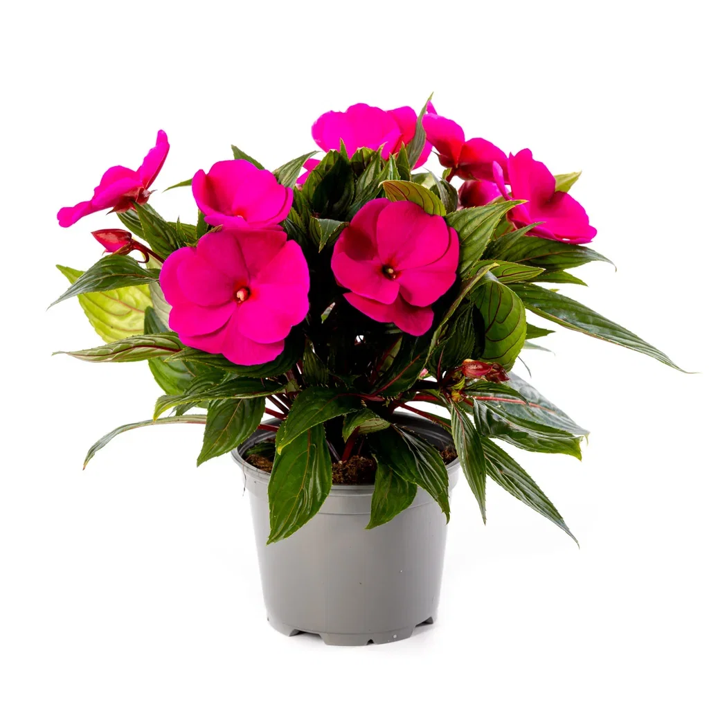 Impatiens hawkeri Praktspringfrø ‘New Guinea’ Ø12 cm