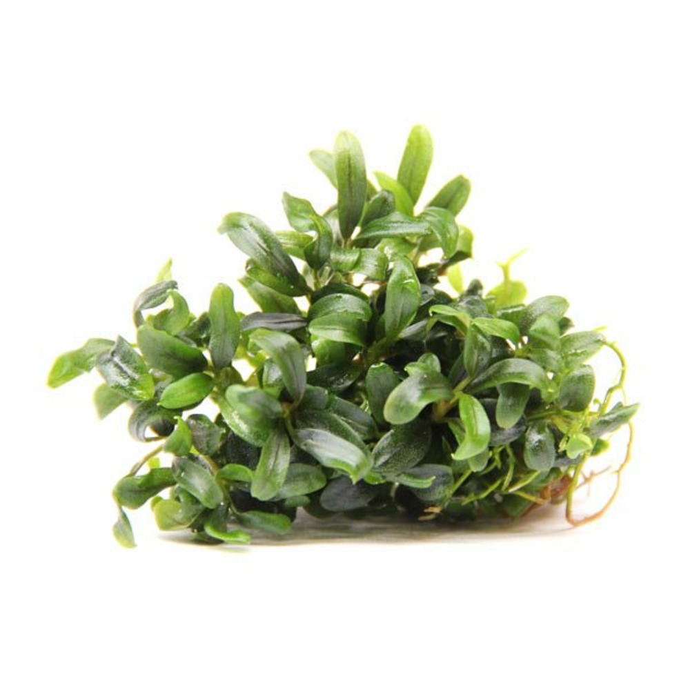 Bucephalandra micrantha needle leaf in vitro