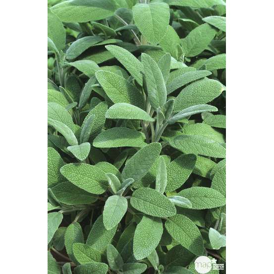 Plant de sauge officinale : pot de 1 litre