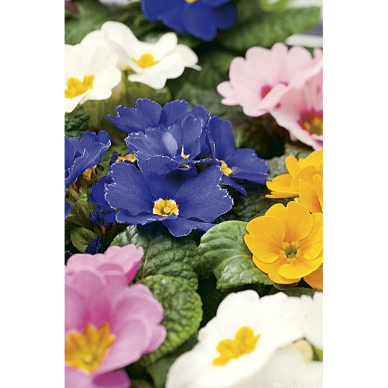 Primevère : coupe de 5 plantes - Coloris variables