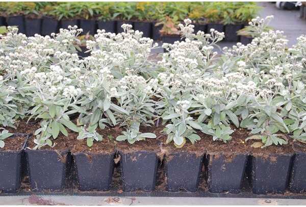 Siberische Edelweiss (Anaphalis triplinervis 'Sommerschnee') D 9 H 10 cm