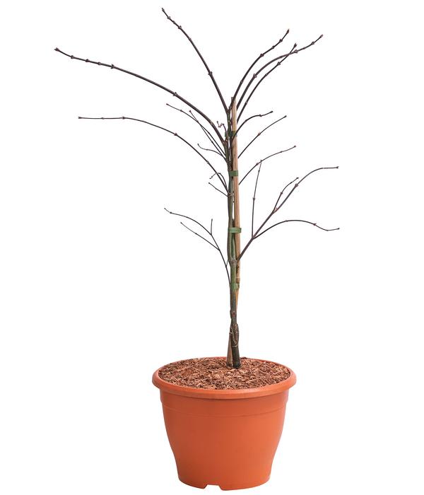 Dunkelroter Schlitz-Ahorn 'Dissectum Garnet'
