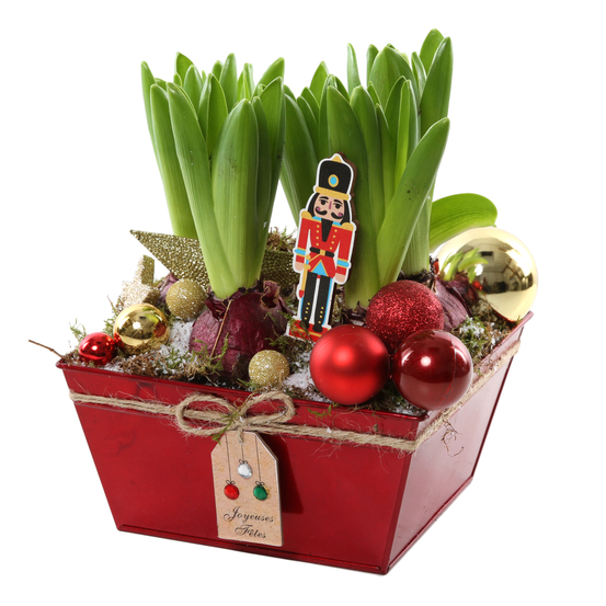 Jacinthe x6 avec pot décoration Noël de D20-H20