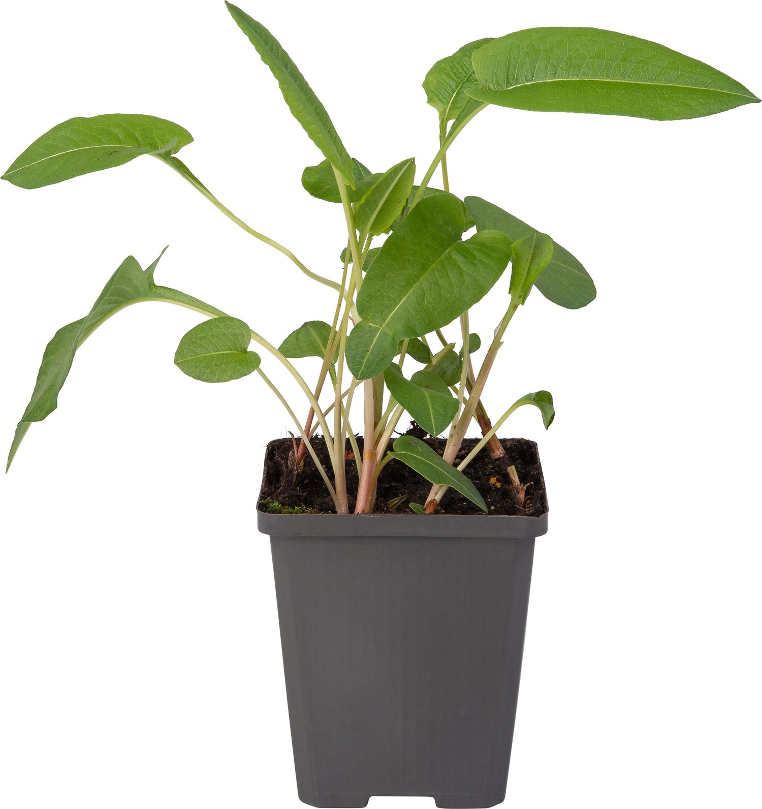 Adderwortel (Polygonum bistorta) D 9 H 20 cm