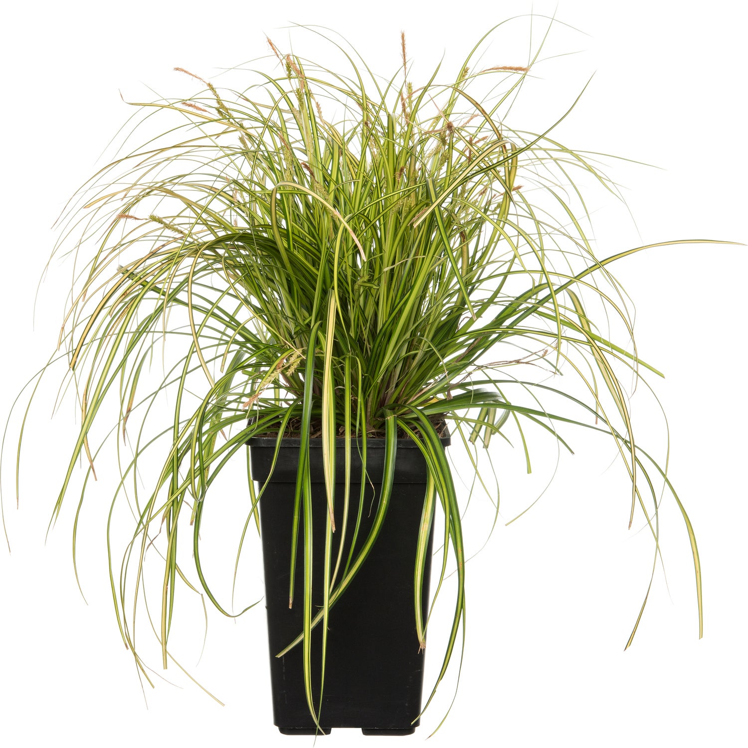 Zegge (Carex oshimensis 'Eversheen') D 23 H 40 cm