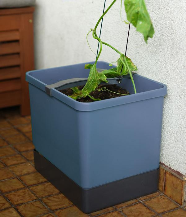 Gusta Garden Gurken-Topf Curt Cucumber, ca.