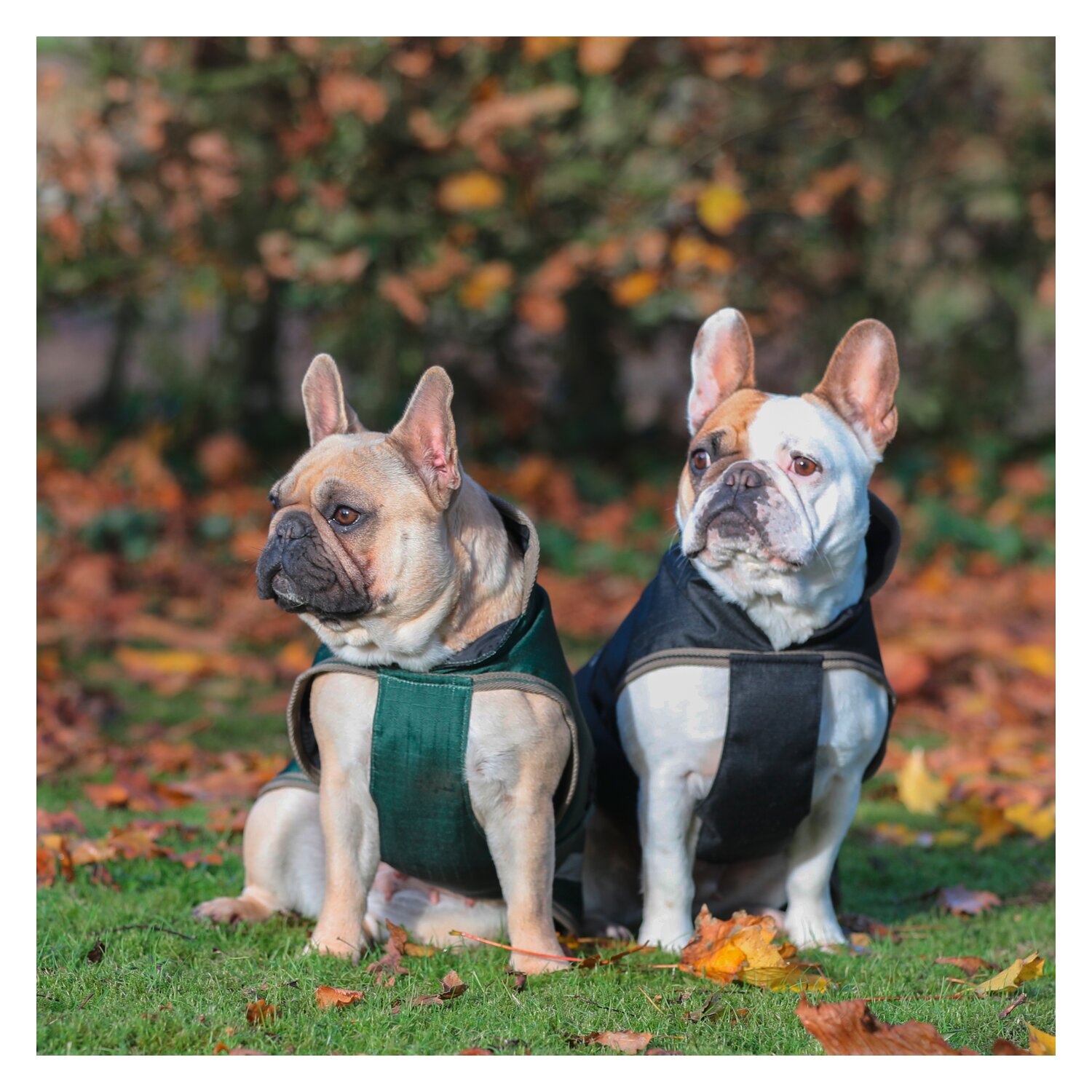 bucas Hundemantel Dog Rug Freedom 50 g - black/taupe