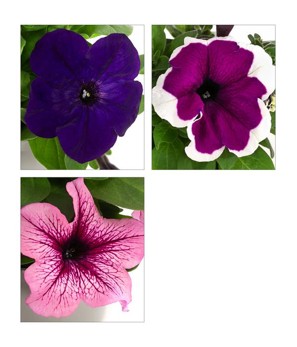Petunie, aufrecht, verschiedene Farben