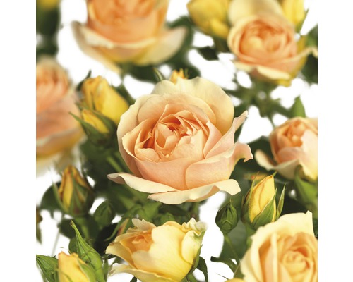 Bedroos 'Hansestadt Rostock' FloraSelf Rosa 'Hansestadt Rostock' H 30-50 cm Co 5 L