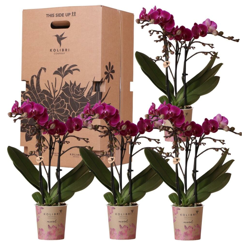Kolibri orchids - boîte surprise monochrome - boîte avantageuse pour les plantes - avec 4 orchidées différentes