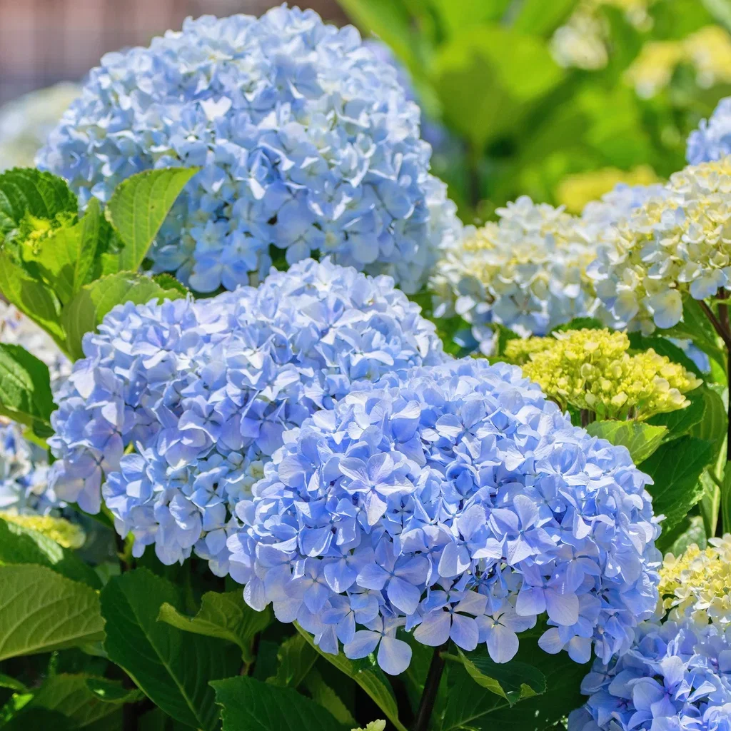 Hydrangea macrophylla Hortensia Ø29 cm