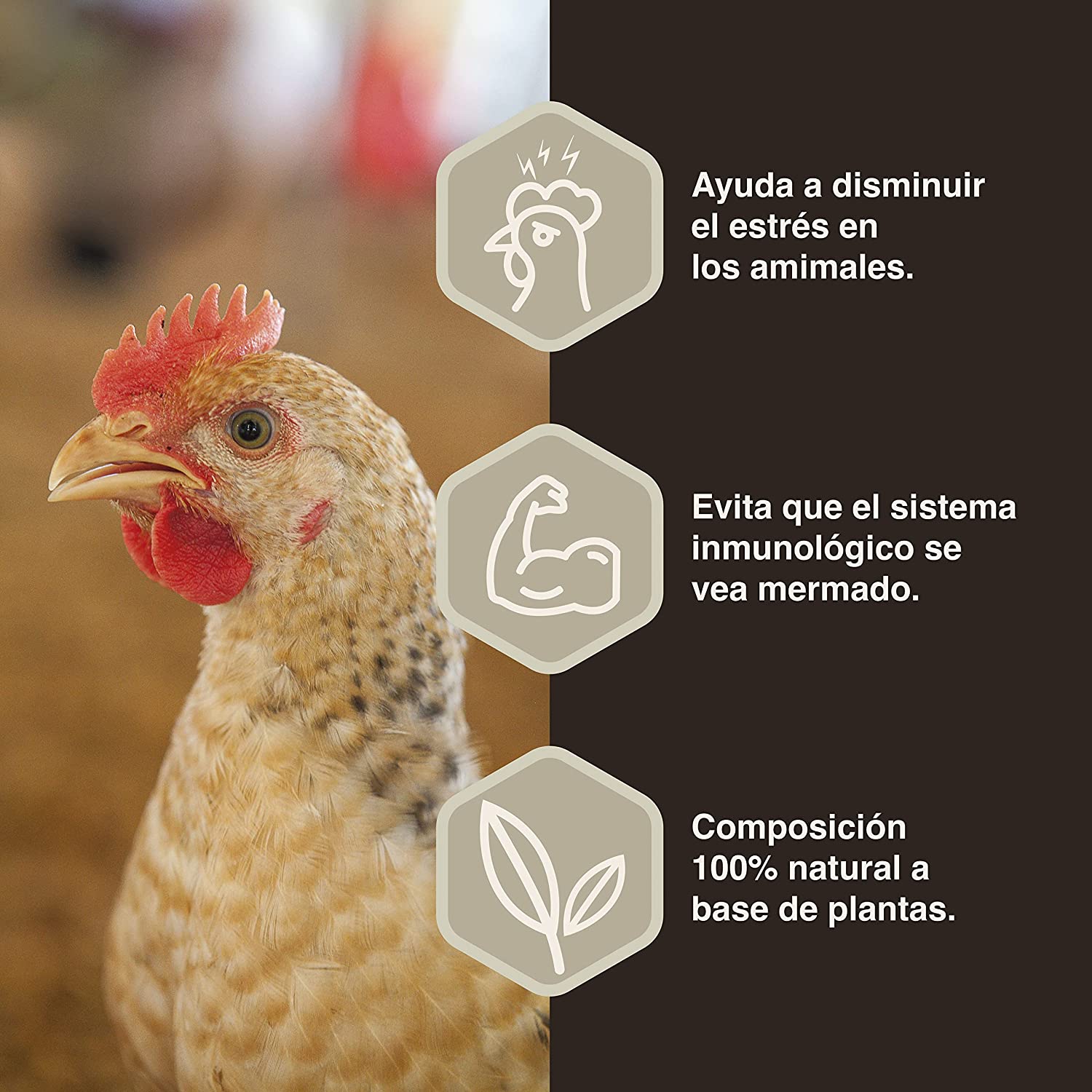 Finca Casarejo Solustress: Prevenção do estresse em aves e coelhos