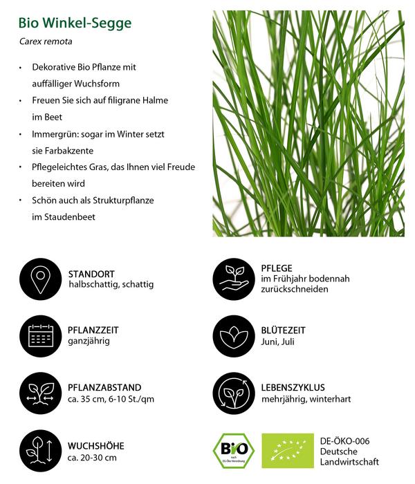 Bio Winkel-Segge