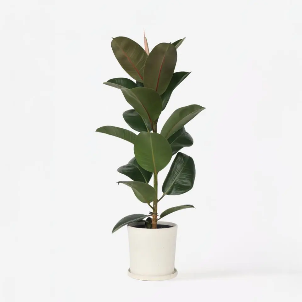 Rubberplant - Ficus Elastica 'Robusta' - Hoogte 75-100cm - ⌀24cm