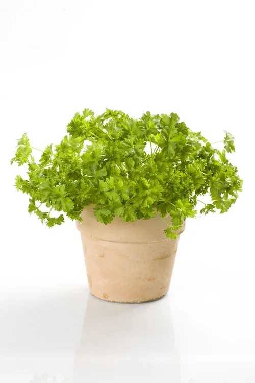 Petroselinum crispum 12 cm Kruspersille Ø12 cm