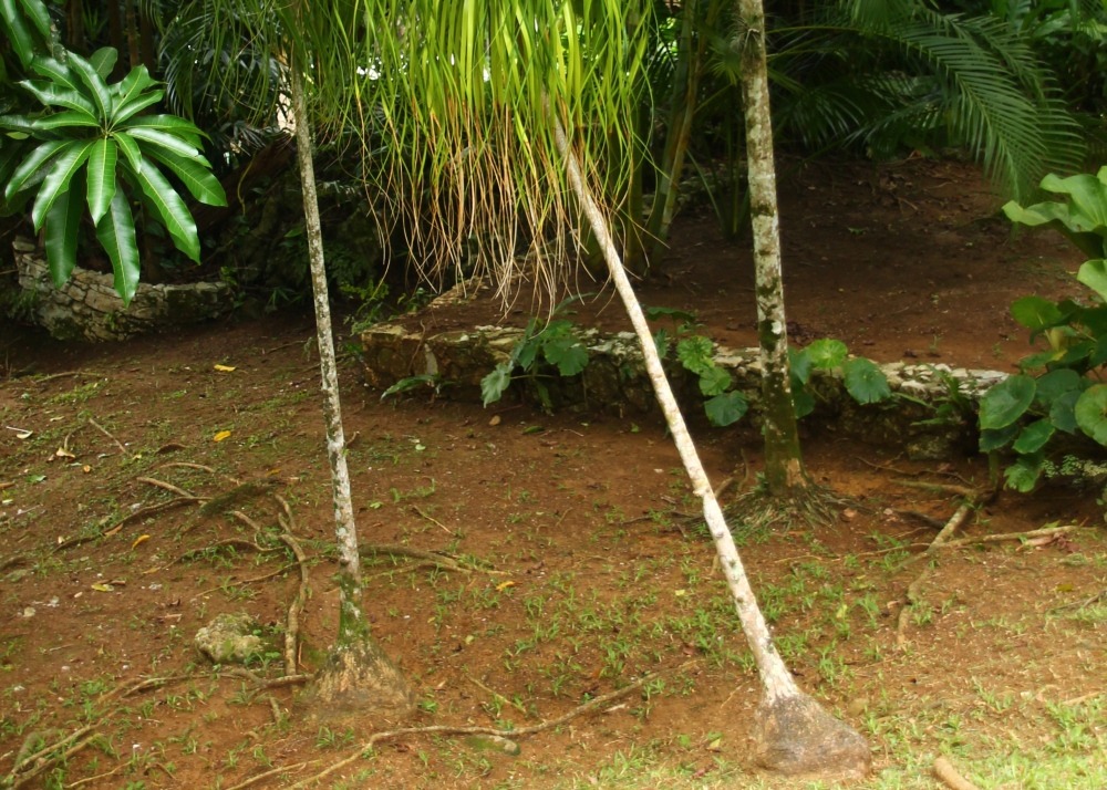 Pied d'éléphant - 10 graines - avec substrat - beaucarnea recurvata