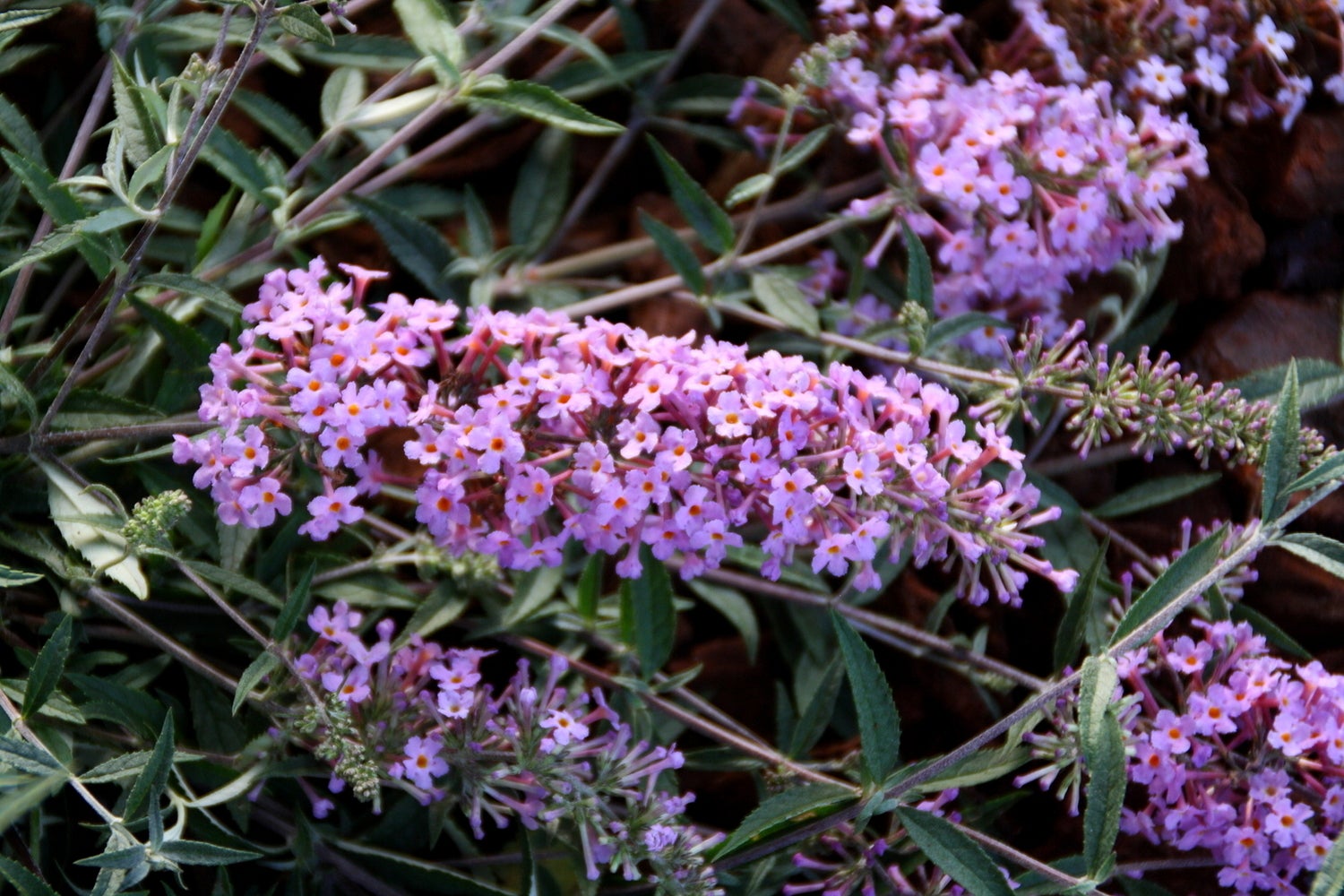 Dwergvlinderstruik (Buddleja Free Petite 'Lavender Flow') D 23 H 40 cm