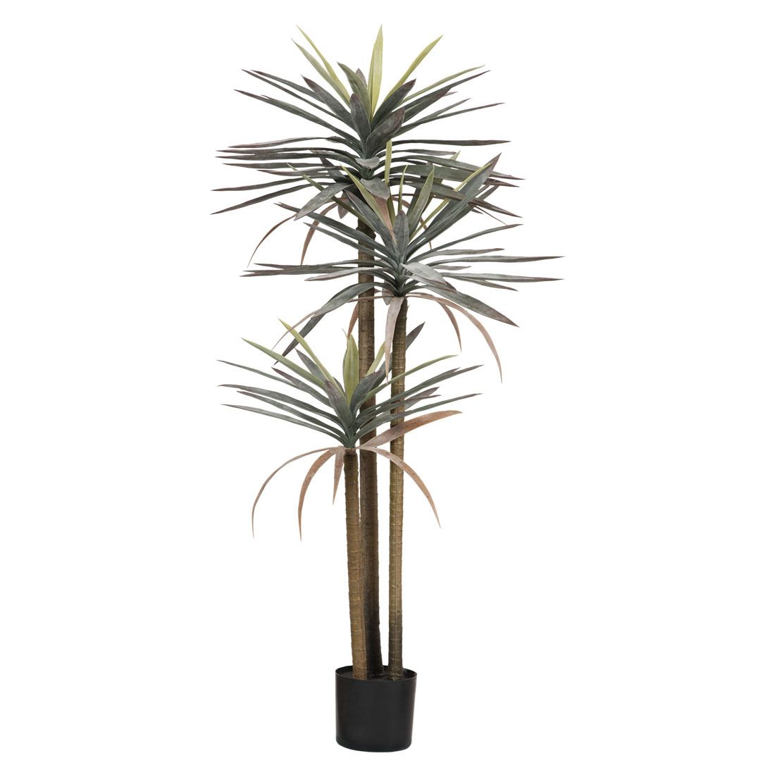 Plante dracaena