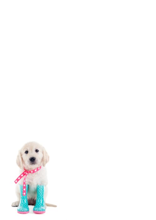 Studio Pets | Beterschapskaart | Met naam | Under the weather