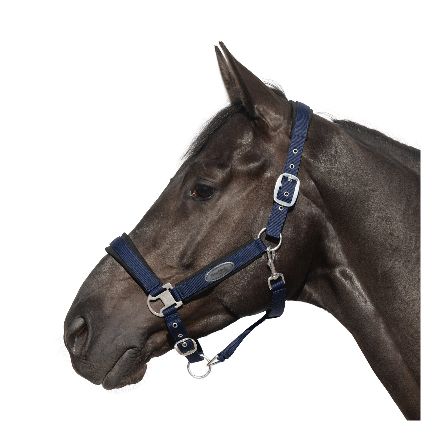Horse-friends Halfter Seattle  - navy