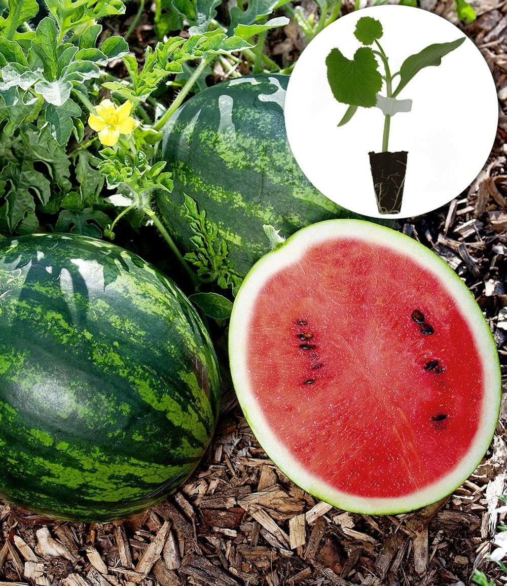 Veredelte Mini-Wassermelone 'Mini Love' F1
