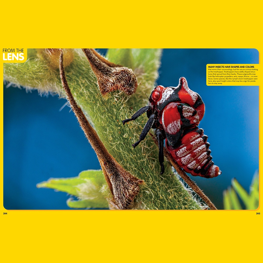 National Geographic Tier-Enzyklopädie (Hardcover-Sortiment)