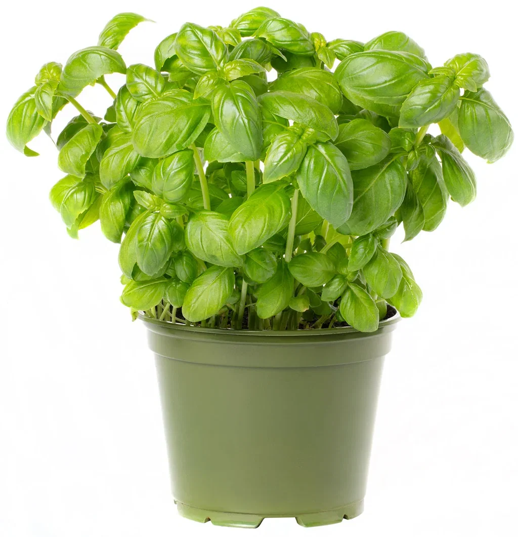 Ocimum basilicum 12 cm Basilikum Ø12 cm