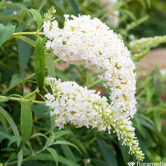 Buddleia, variétés variables - pot 5L