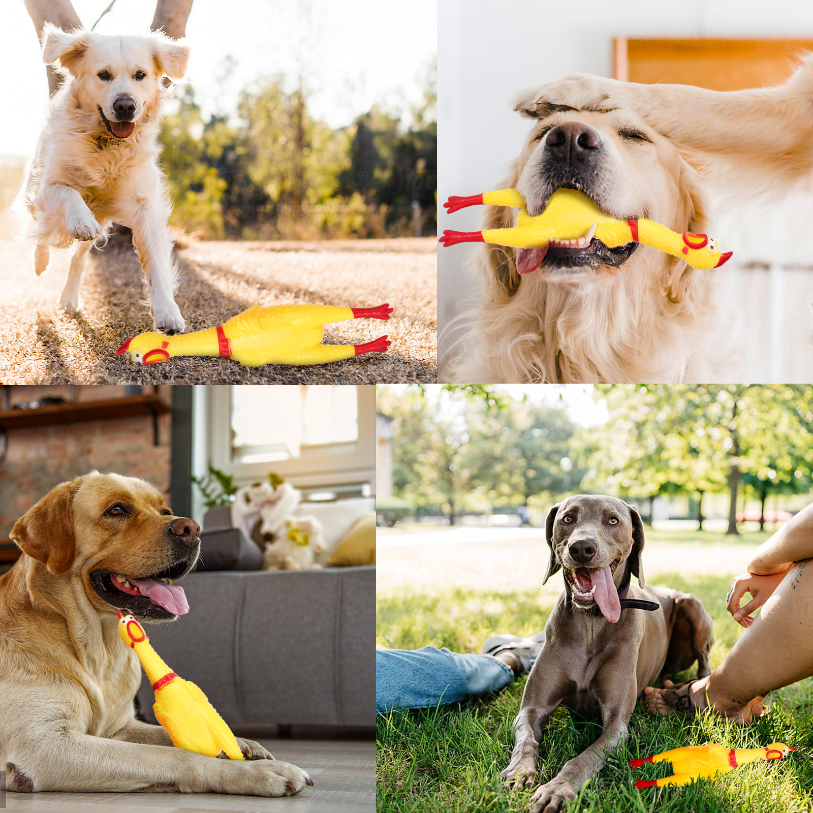 Brinquedo de borracha para cães Nobility, galinha amarela gritando, pequeno brinquedo de descompressão com guincho para limpar os dentes.