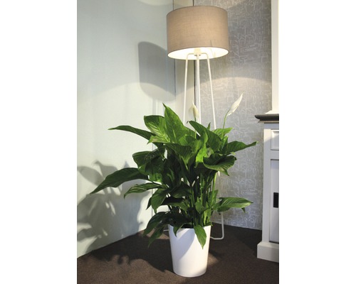 Vredeslelie FloraSelf Spathiphyllum wallisii H 90-105 cm Ø 21 cm pot