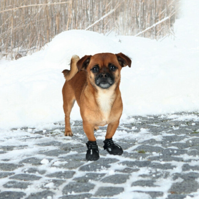 Paire de bottes de protection Walker Active Trixie pour chiens