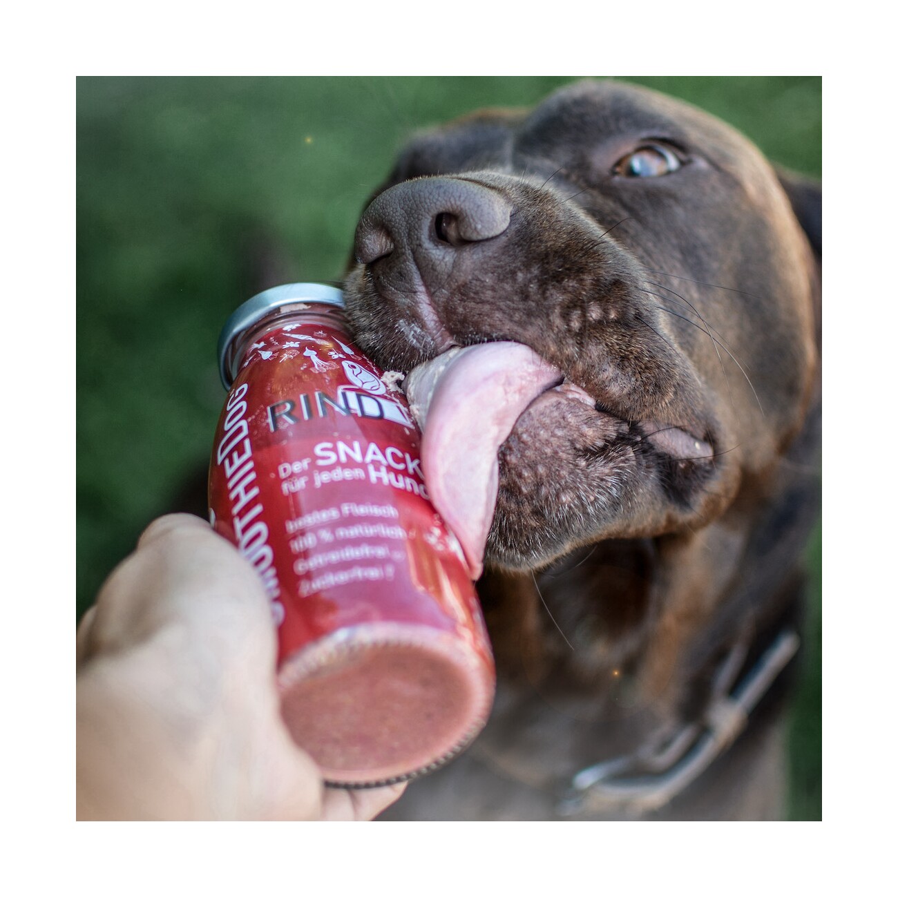SmoothieDog Rind 6x 250 ml