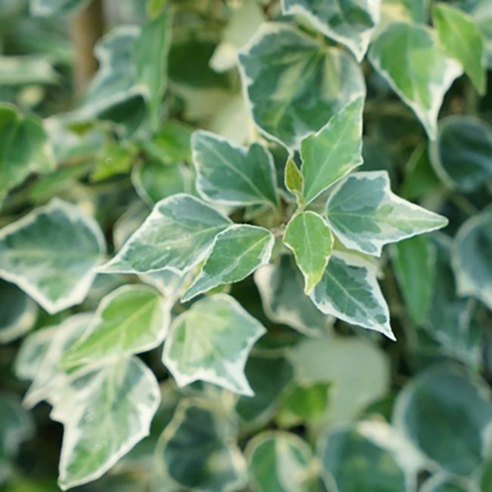 Lierre 'little diamond' - hedera helix 3l