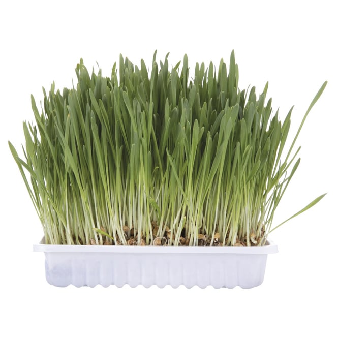 Jollypaw - Katzenzubehör - Katzengras - ca. 100 g