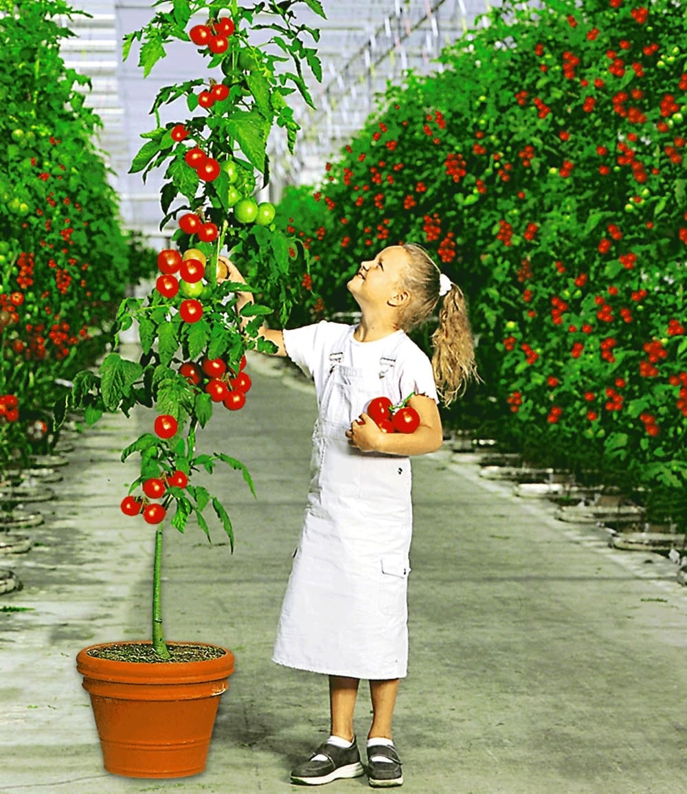 Kollektion 'Veredelte Tomaten'
