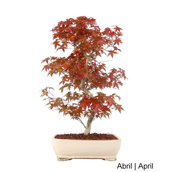 Luso Bonsai Acer Palmatum Deshojo Bonsai de 29 anos - 51752B
