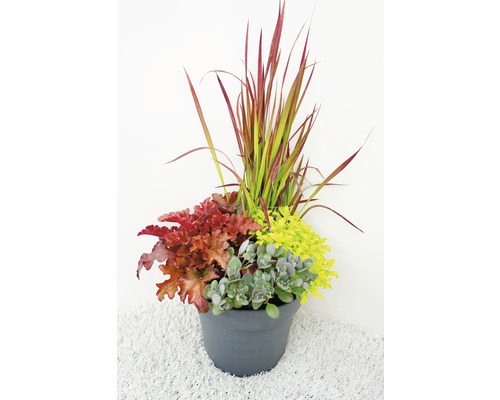 Herfstmagie Gemengde Planten Ø 24 cm Pot