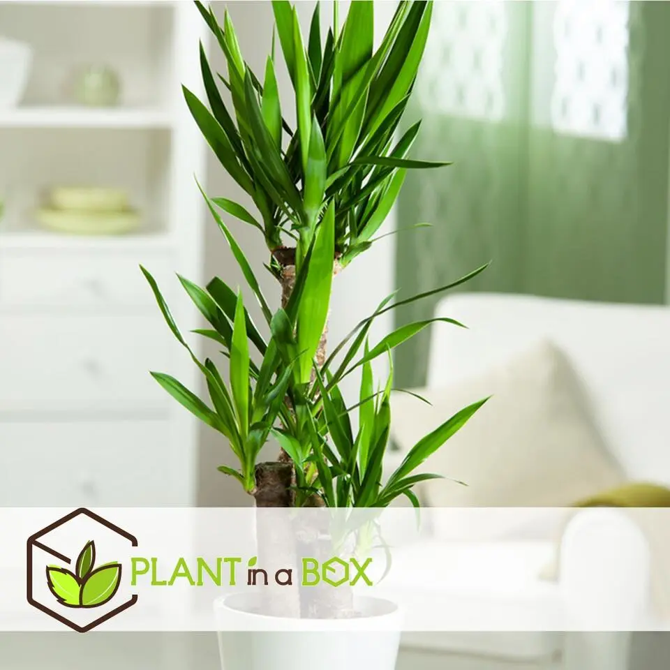 Kamerpalmen - Set van 3 - Mini Indoor Palm Mix - Hoogte 25-40cm - ⌀12cm