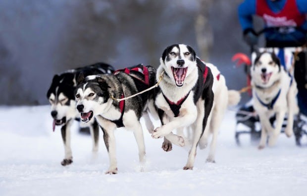 Schlittenhundefahrt Lottensee