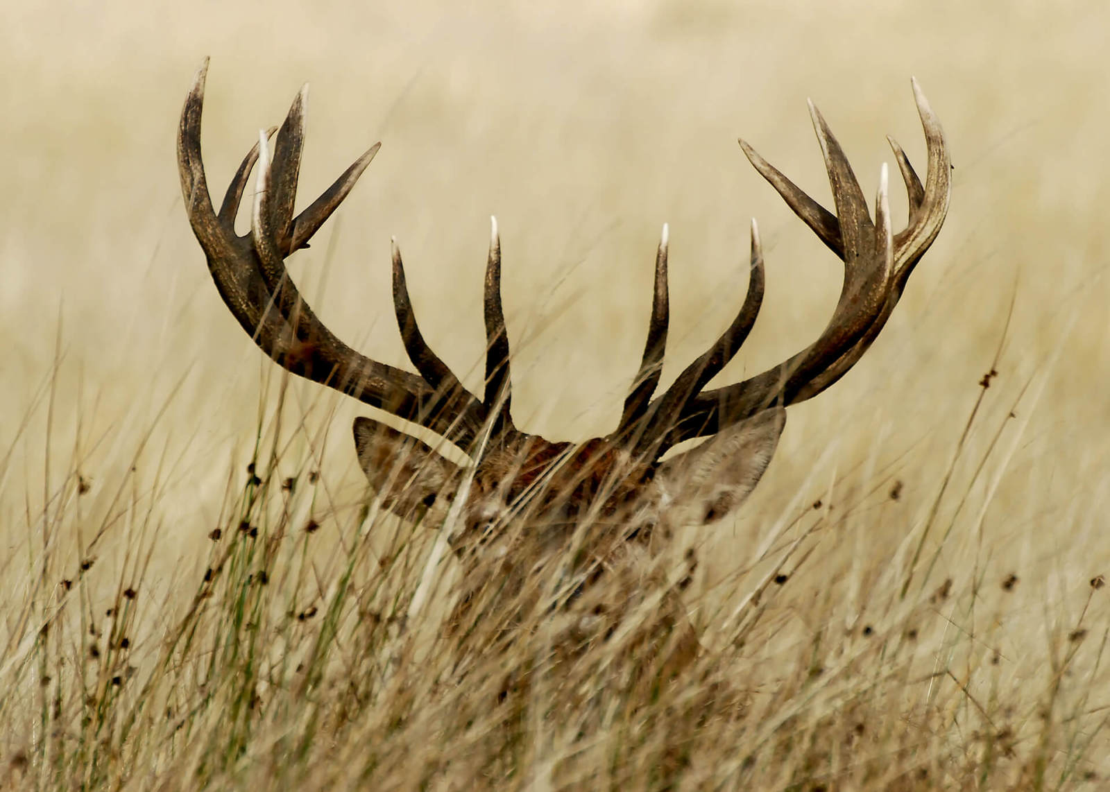 Leinwandbild HIRSCH - braun-beige - 70x50 cm