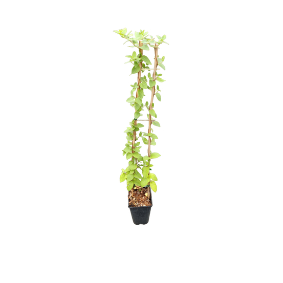 Lonicera 'Hall's Prolific'- pot 3L