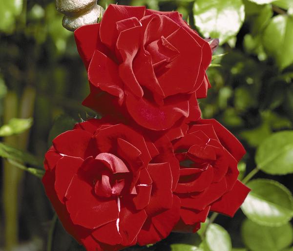 Kletterrose 'Santana®'