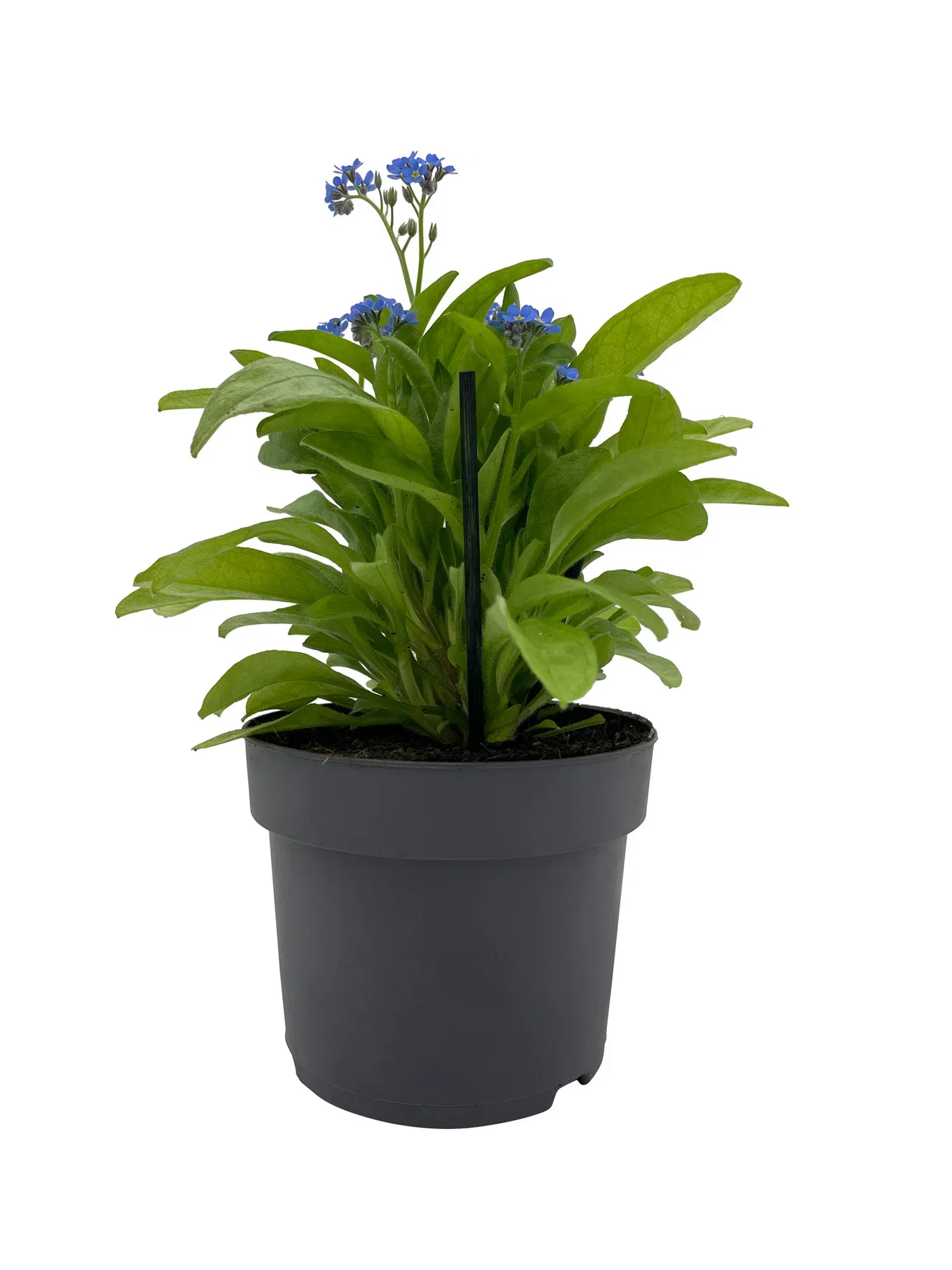 Myosotis edible ECO 10,5 cm Forglemmegei Ø10,5 cm