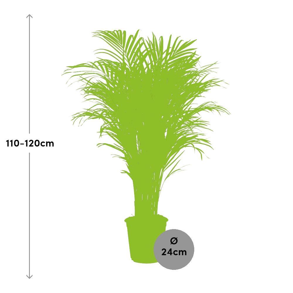 Plante d'intérieur - dypsis lutescens 120.0cm