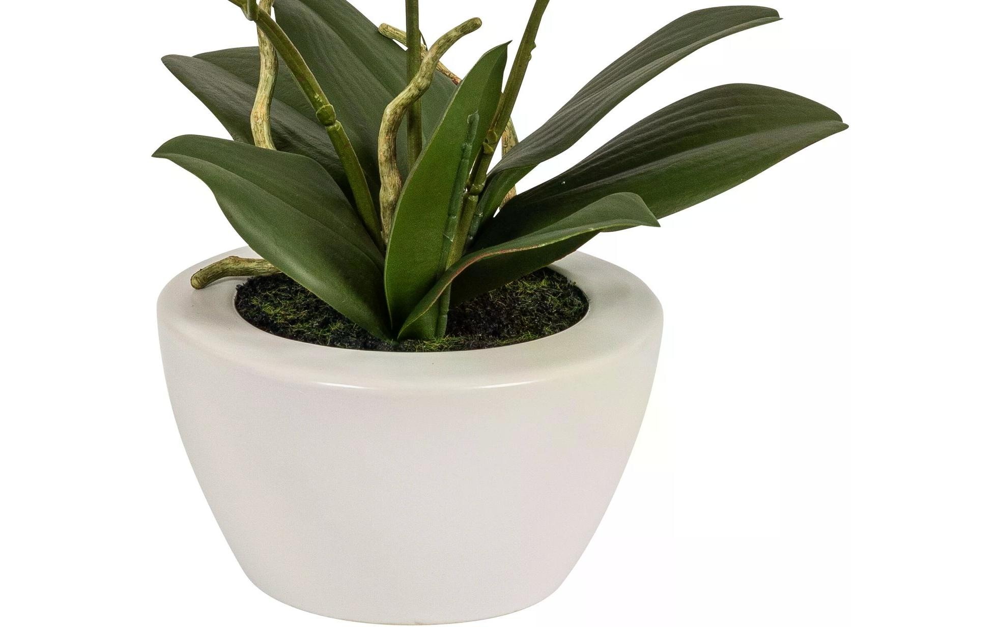 Botanic-Haus Kunstblume »Phaleanopsis im Topf 67 cm«