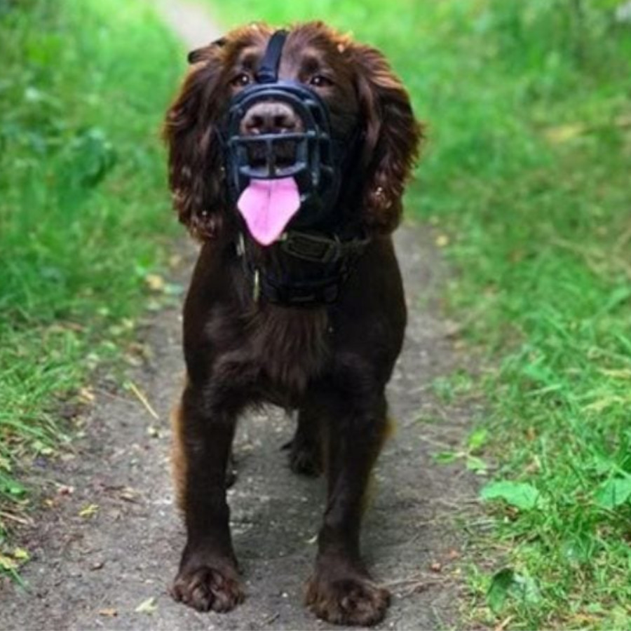 Focinheira Baskerville Ultra com Cesta para Cães