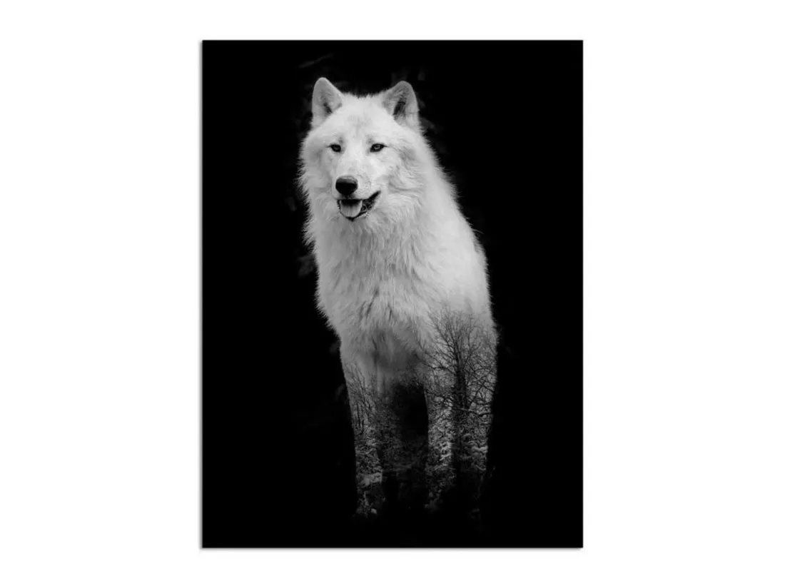 Tableau Loup blanc - 50 x 70 cm