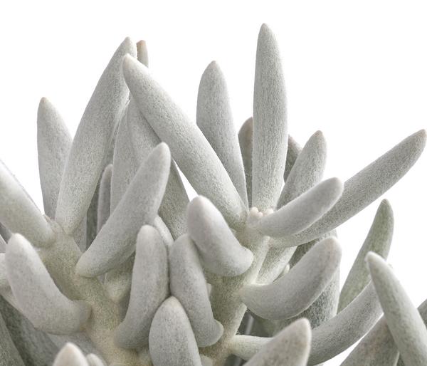 Kreuzkraut - Senecio 'Mont Blanc'
